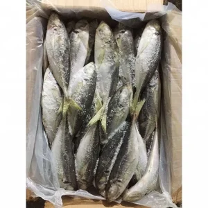 23cm+ Land Frozen Horse Mackerel Trachurus Trachurus Fish