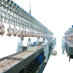 300-15000BPH Halal Poultry Slaughter Equipment with Pump & Engine 304 Stainless Steel High Defeathering Rate