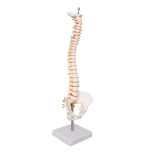 45CM Vertebral Spinal Model