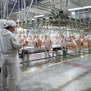 500-2000bph Poultry Abattoir Duck Chicken Slaughter Machine Slaughtering Equipment