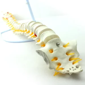 Anatomical Medical Educational Human Anatomy Torso Model 85 PVC Human Torso Model of 18 Parts