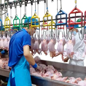 Automated Chicken Duck Halal Slaughtering Equipment Poultry Processing Line 304 Stainless Steel High Defeathering Rate