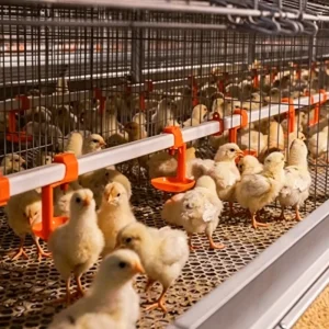 Automatic Broiler Chicken Farming Equipment H Type Poultry Broiler Cage