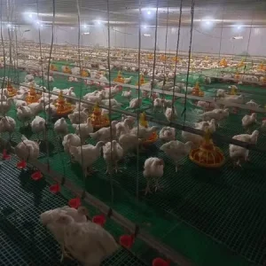 Automatic Broiler Poultry Farming Equipment for Chicken Feeding Equipment