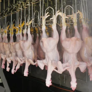 Automatic Poultry Chicken Duck Goose Turkey Slaughtering Production Line Chicken Slaughter Machine