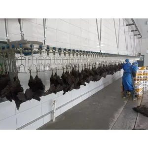 Automatic Poultry Slaughter Line Factory Direct with Custom Design Support