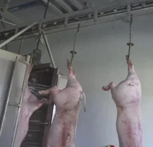 Automatic Slaughter Produce Line of Pig Abattoir Equipment 200 Head Per Day