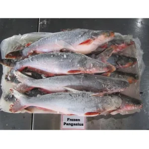 Basa Fish Frozen Pangasius Whole Round WR 800 1000g IQF 100% N.W Vietnam Factory Price