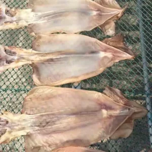 Black Squid Dry Squid for Sale