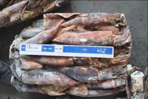 Bqf Giant Squid Whole Round Dosidicus Gigas for Distributor