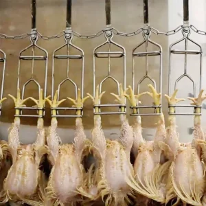 Broiler Laying Hen Chicken Slaughter Machine 300 15000BPH 304 Stainless Steel High Defeathering Rate Pump Motor Engine