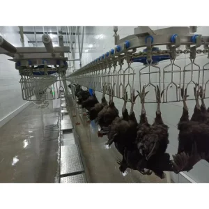 Bulk Order Chicken Slaughter Line Tailored Design From Leading Manufacturer for Export