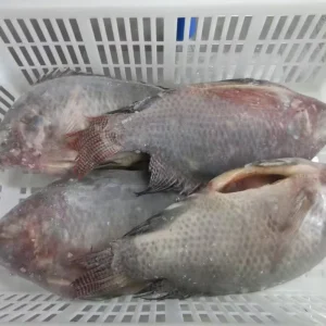 Bulk Packed Certified WR Fresh IQF Frozen Black Tilapia Whole Gutted and Scalled Nature Seafood Fish Black Tilapia