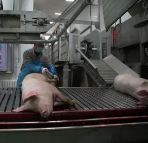 Butcher Equipment About Pig Slaughter Machine From Slaughter Equipment Manufacturer for Making Pig Meat