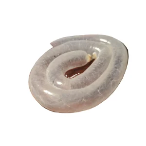 Caliber 40 42 Sausage Casing Pork Intestines