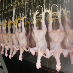 Chicken Abattoir Machine and Slaughtering Machine in The Poultry Processing Plant