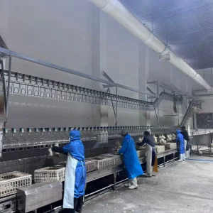 Chicken Duck Quail Feather Plucking Slaughtering Scalding Meat Processing Poultry Plucking Machine