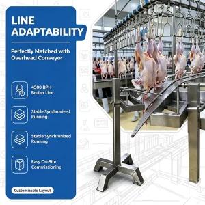 Chicken Head Cutting Equipment 4500BPH Full Stainless Steel for Complete Broiler Slaughter Line