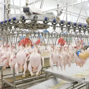 Chicken Slaughter Line Chicken Slaughterhouse Poultry Slaughter Poultry Slaughtering Equipment Machinery