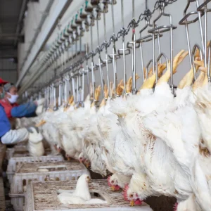 Chicken Slaughtering Equipment Machine