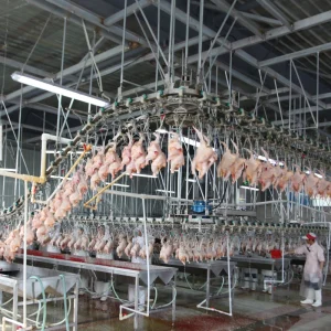 Chicken Slaughtering Line Slaughterhouse Process Equipment Duck Killing Line