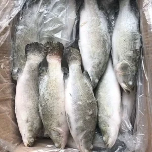 Chilean Sea Bass Frozen Fish IQF Freezing Process Low Fat Non Nicotine Box Packaging 10kg China Origin