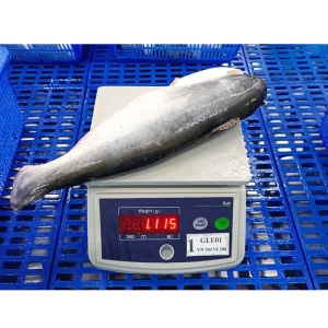 China Export IQF Frozen Whole Round Pangasius Fish 600-1000g+ Grade A+
