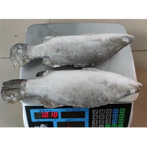 China Farm Fish Seabass Calcarifer 400-600g 600-800g Frozen Barramundi Fish