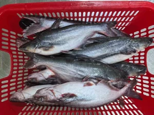 China Farm Raised Supplied Frozen Pangasius Whole Round 500-800g 800g+ With Butterfly Cut Pangasius Fish
