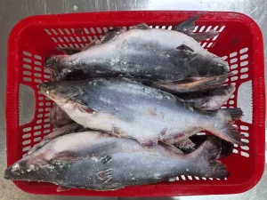 China Supplied Frozen Pangasius Whole Round 500-800g 800g+ Butterfly Cut & Fillet & Steak & WR Pangasius Fish