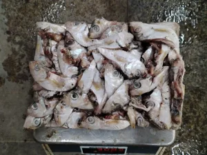 Chinese Herring Head