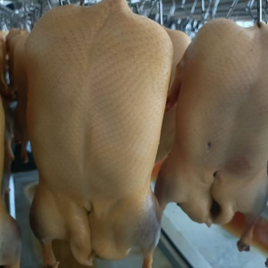 Chinese White Boned Ducks That Can Enhance Immunity