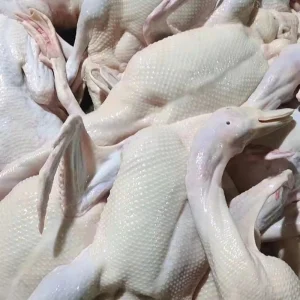 Chinese White-Striped Duck Suitable for Processing in the Catering Industry