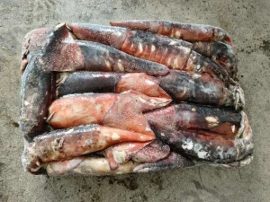 Clean Fresh Giant Squid