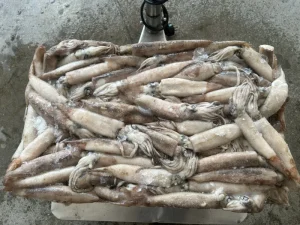 Clean High Quality Japanese Squid with Safe Frozen Logistics Options Available