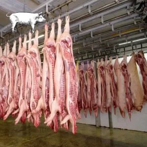 Complete 50 100 Pig Per Day Small Abattoir Equipment Slaughterhouse For Pork Sow Butcher Slaughter Machine