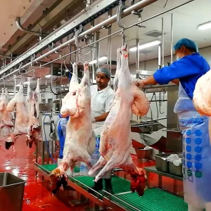 Complete Sheep Slaughter Line for Lamb Halal Slaughterhouse Equipment with Goat Abattoir Machine