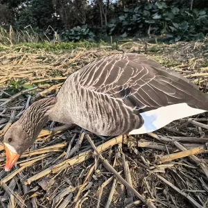 Custom OEM Plastic Lifelike Anti reflective PP Silhouette Goose Specklebelly Goose Hunting Decoys