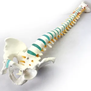 Detailed Anatomical Model 170cm Human Skeleton with Main Arteries and Spinal Nerves for Medical Professionals