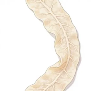 Dried Pork Casings 16mm Diameter Single Layer Rigid Casing 12m Per Piece