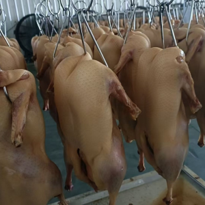 Dried White Chinese Duck Meat Containing Minerals