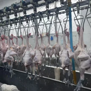 Duck Chicken Processing Slaughter Plucking Feather Plucker Abattoir Slaughtering Equipment Line