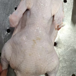 Duck Suitable for Making Soup Roasting or Stewing