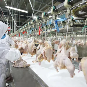 Easy Operation Without Installation 300 1000 Bph Automatic Poultry Slaughter Line Chicken Slaughtering Machine