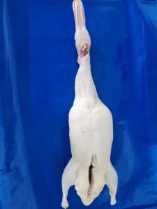 Export Grade Frozen Whole Duck Fresh Frozen Plumper Meat Rich Flavor for Bulk Orders