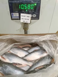Export IQF Frozen Whole Round Basa Fish Pangasius Fish 10kg ctn Malaysia