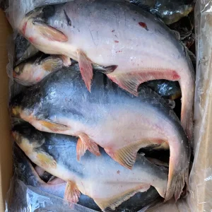 Export Live Frozen Whole Round Frozen Basa Fish Pangas Frozen Pangasius Fish Malaysia