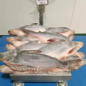 Export Standard Frozen Vietnam Basa Fish Pangasius From Mekong Whole Fish Malaysia Frozen Fish Basa High Quality