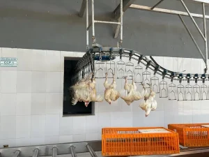 Factory Customization Chicken Pigeon Quail Slaughter Line Equipment Goose Rabbit Bird Duck Slaughter Line Equipment