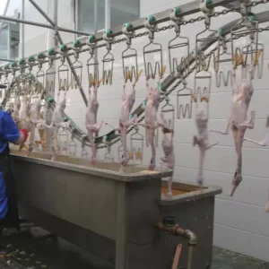 Factory Customization Cost Effective Chicken Slaughter Line for New Entrants in Poultry Businessnt